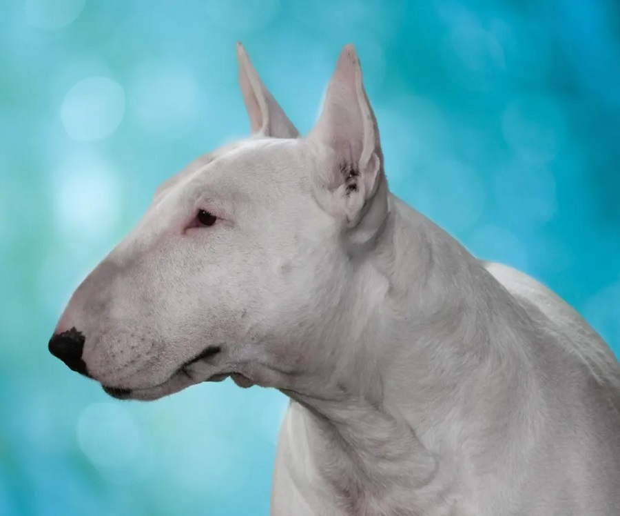 Bulteriér