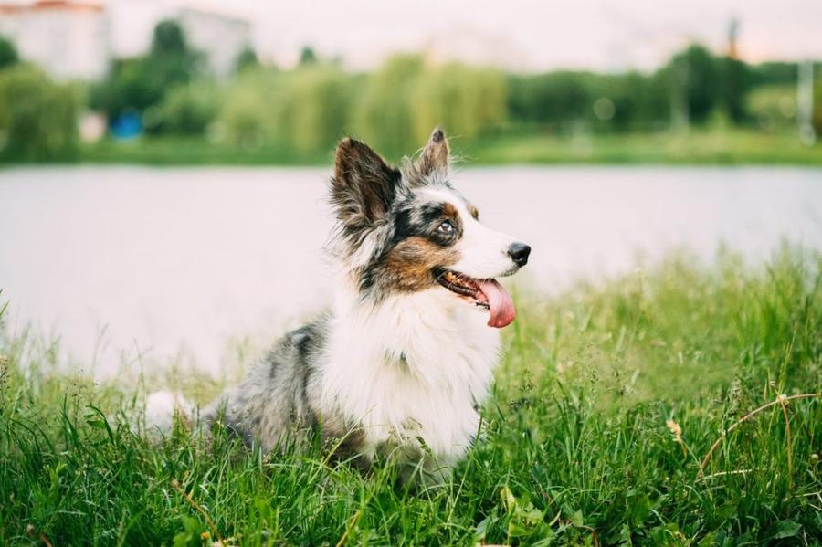 Welsh Corgi Cardigan vzhlad