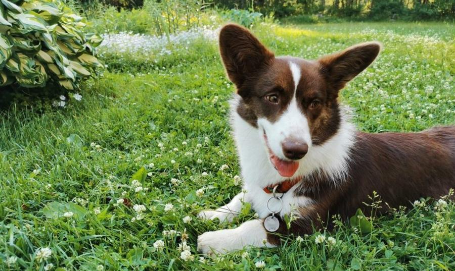 Welsh Corgi Cardigan vyzor