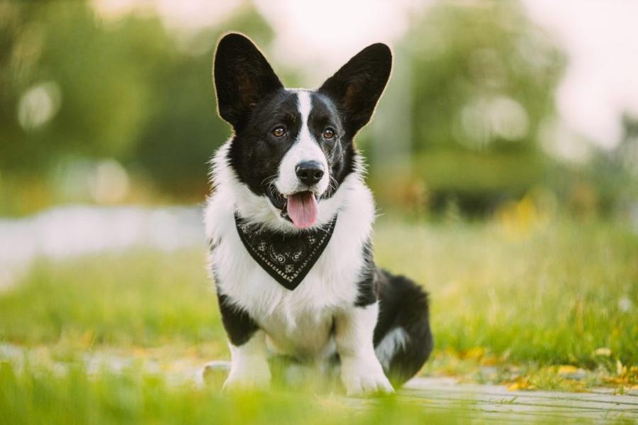 Welsh Corgi Cardigan foto