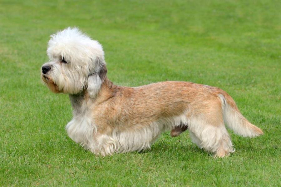 Dandie dinmont teriér vzhlad
