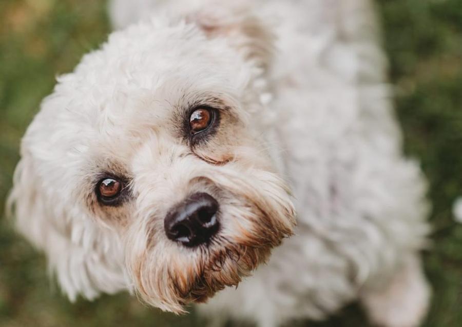 Dandie dinmont teriér vyzor