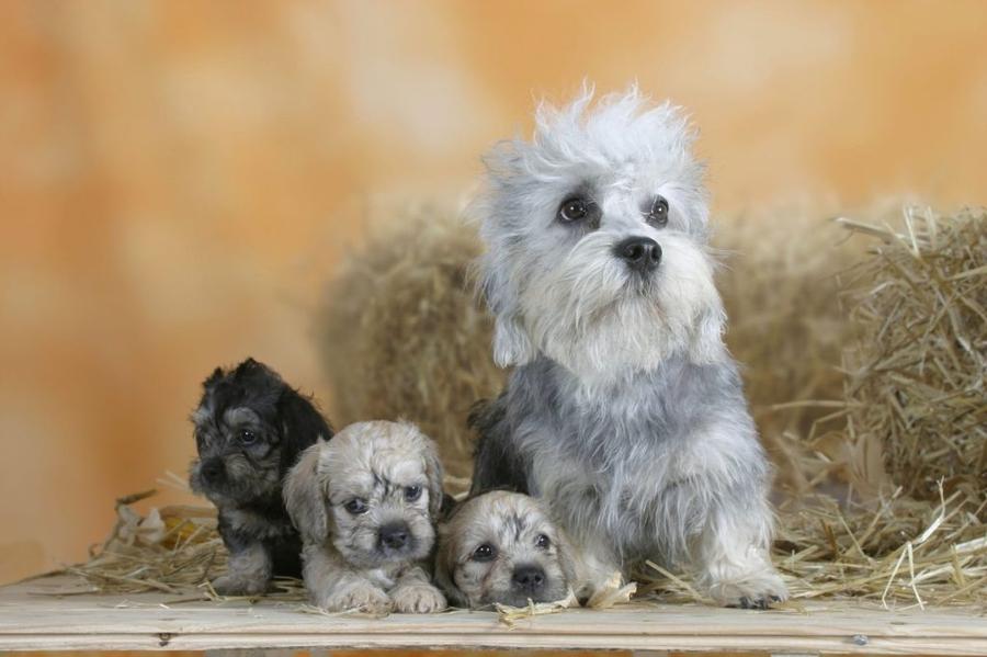Dandie dinmont teriér foto