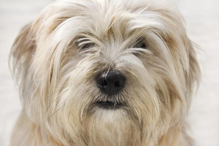 Dandie dinmont teriér