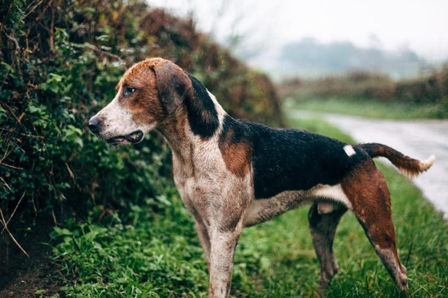 Anglický foxhound vzhlad