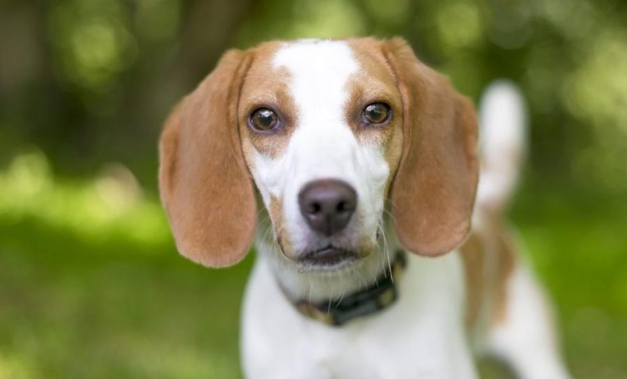 Anglický foxhound vyzor