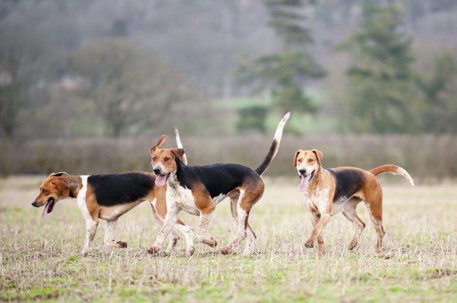 Anglický foxhound foto