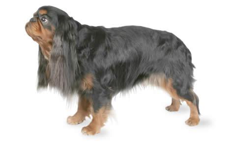 King Charles španiel