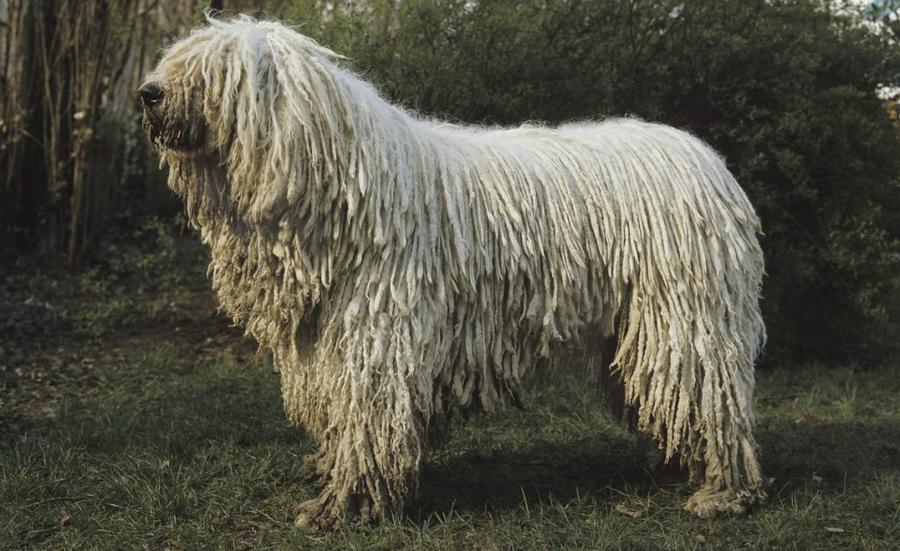 Komondor