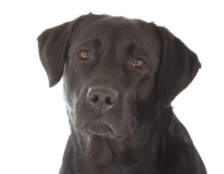 Labradorský retríver