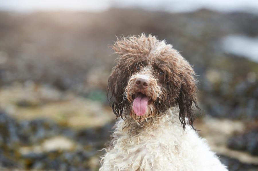 Lagotto Romagnolo vzhlad
