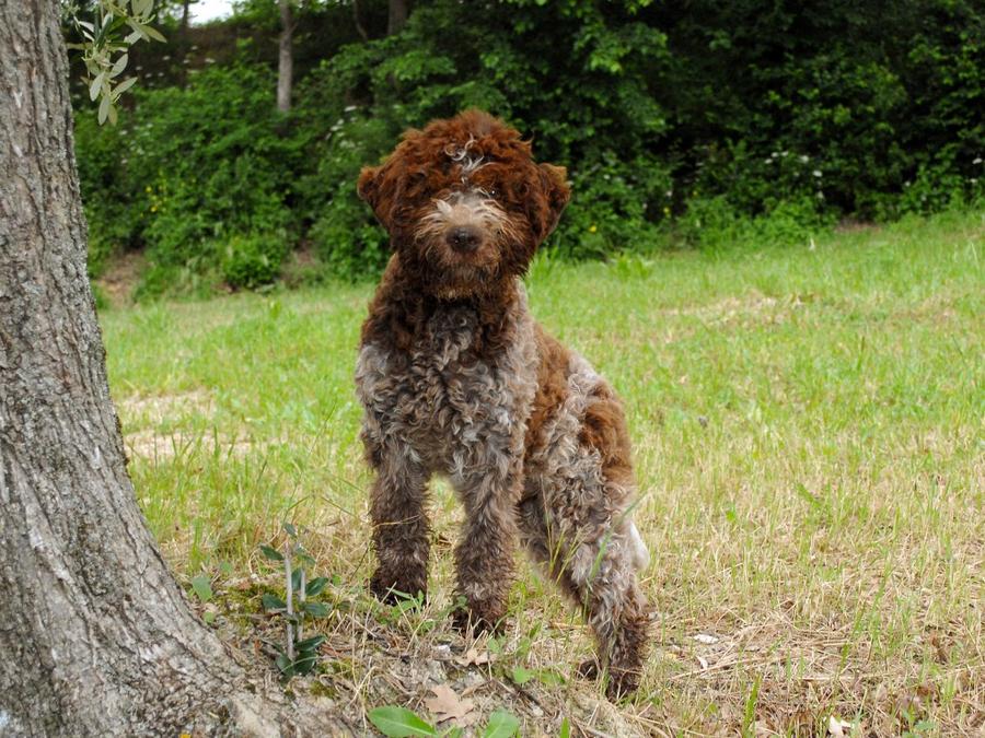 Lagotto Romagnolo vyzor