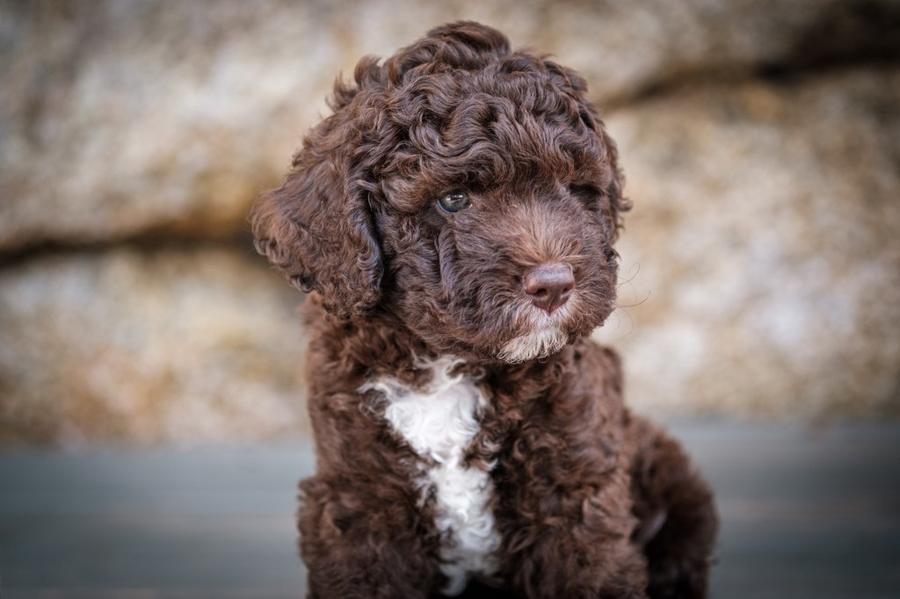 Lagotto Romagnolo foto
