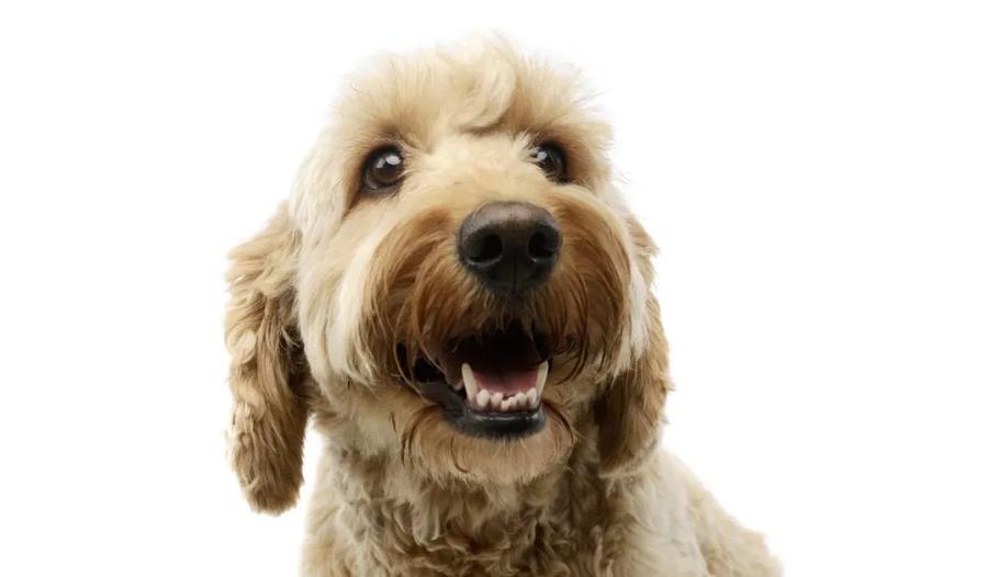 Lagotto Romagnolo