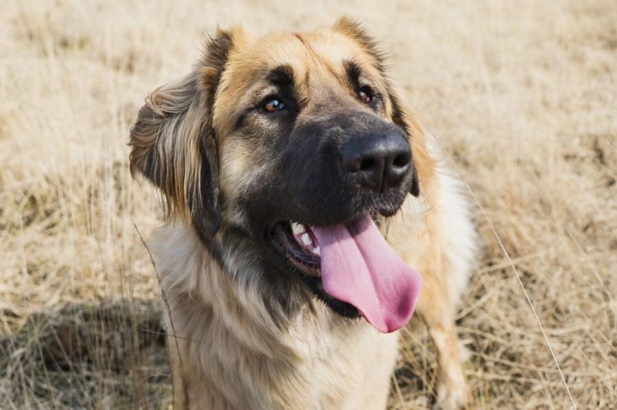 Leonberger vzhlad