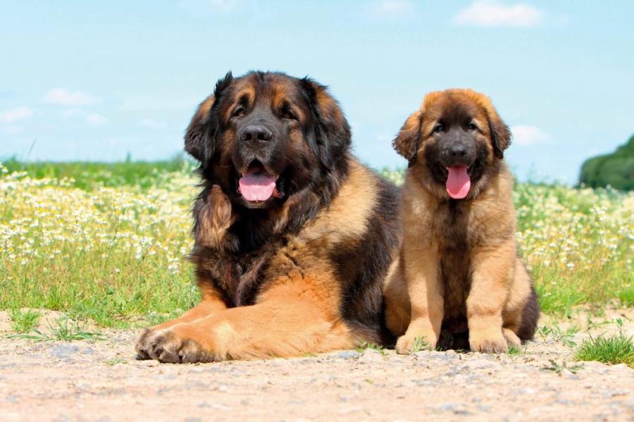 Leonberger vyzor