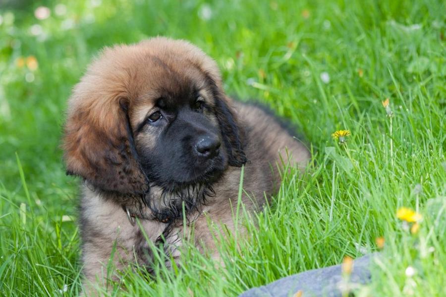 Leonberger foto