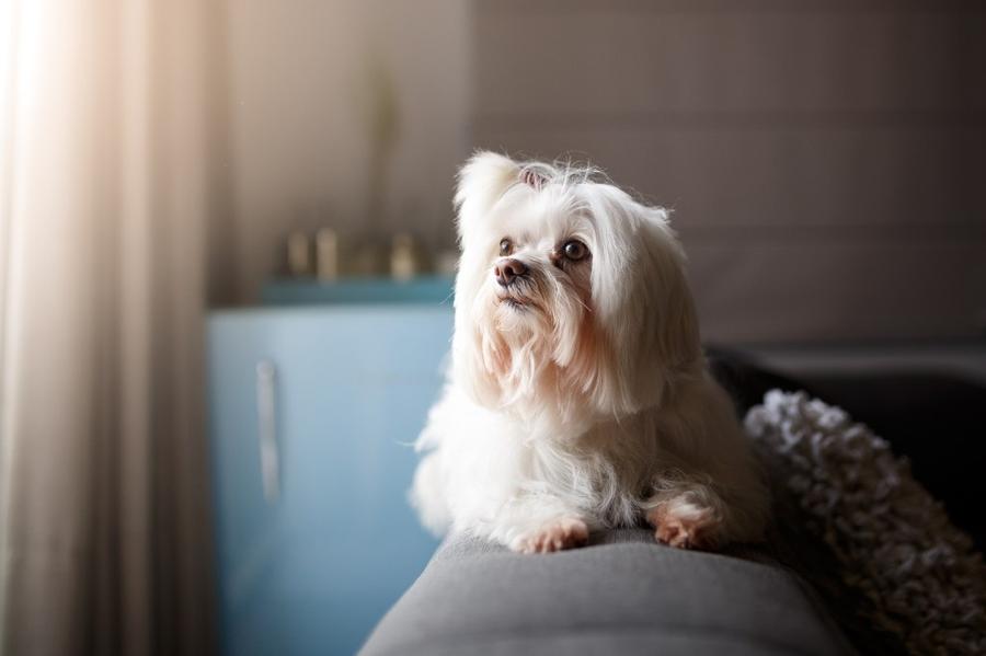 Lhasa Apso vzhlad