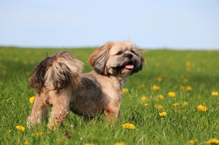 Lhasa Apso vyzor