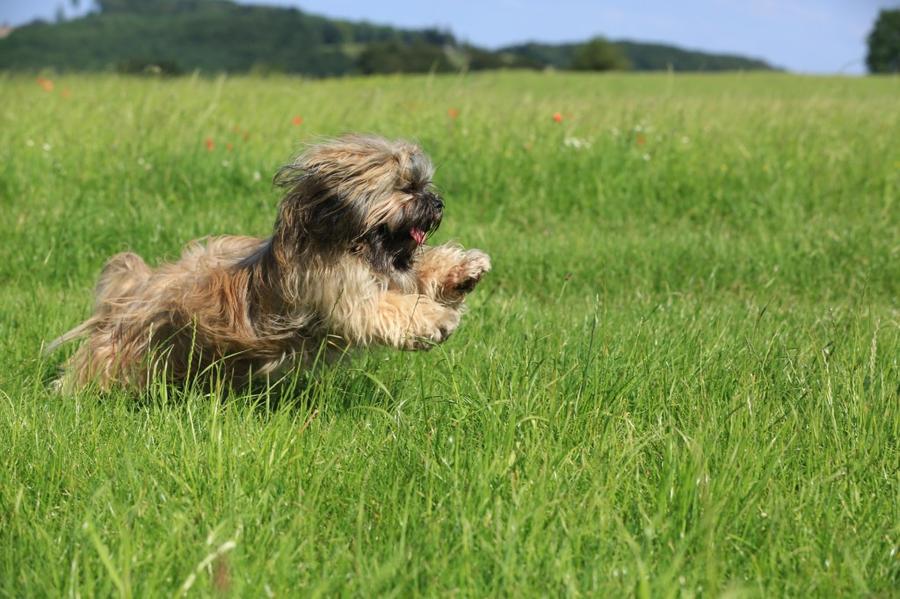 Lhasa Apso foto