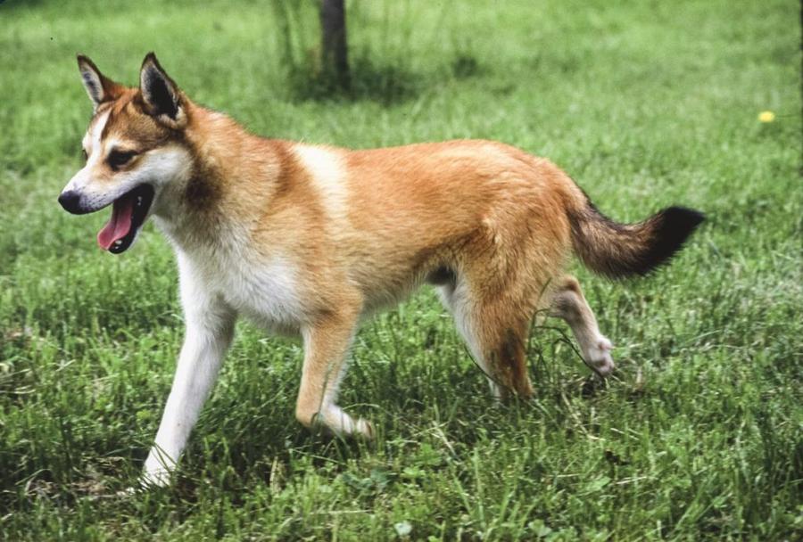 Nórsky lundehund vzhlad