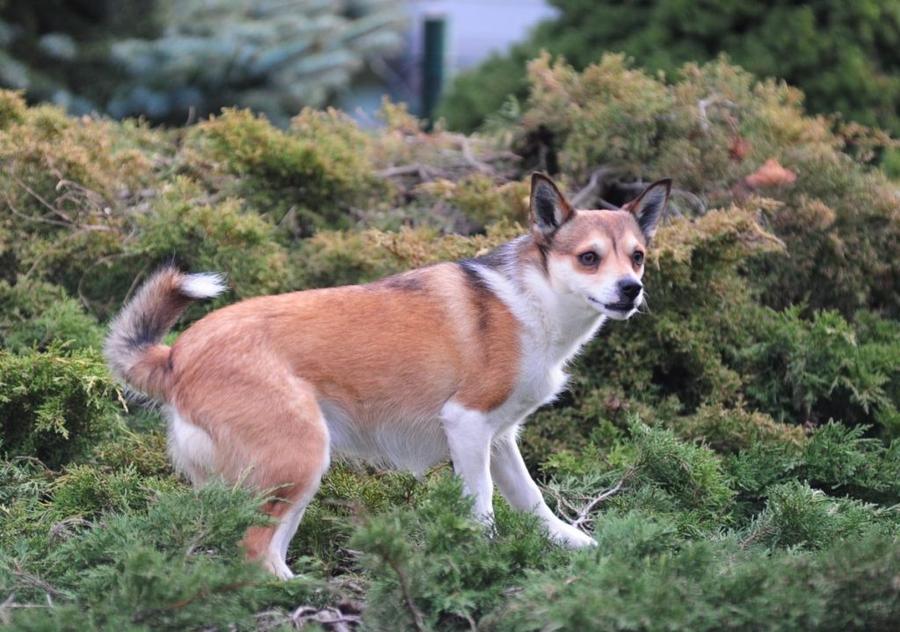 Nórsky lundehund vyzor