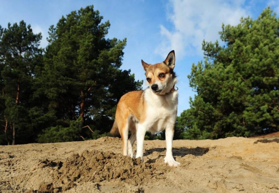 Nórsky lundehund foto