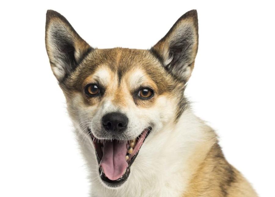 Nórsky lundehund