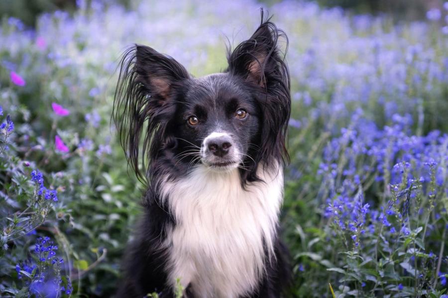 Papillon vzhlad