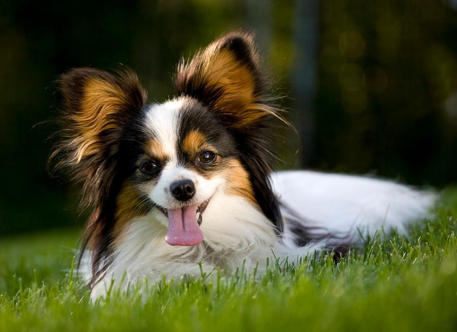Papillon vyzor