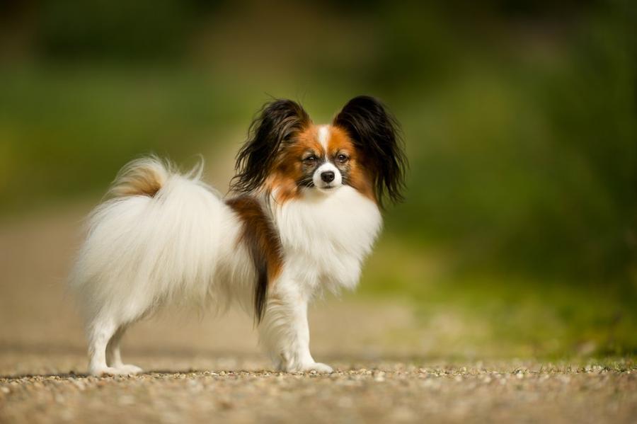 Papillon foto