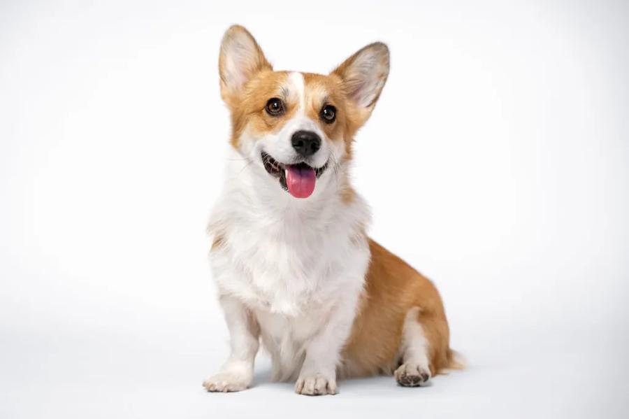 Welsh Corgi Pembroke