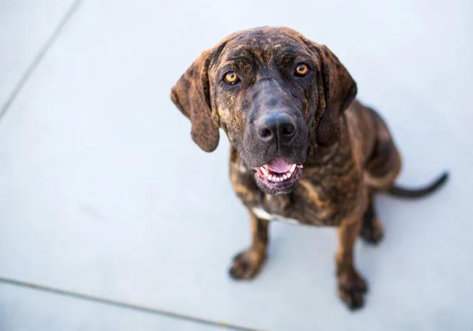 Plott hound vyzor