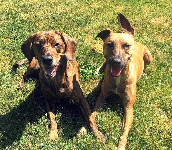 Plott hound foto