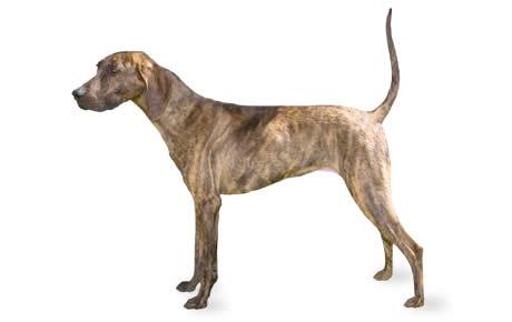 Plott hound