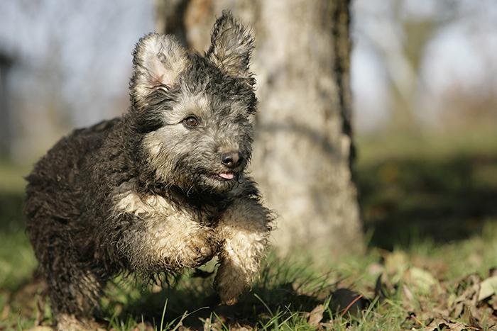 Pumi