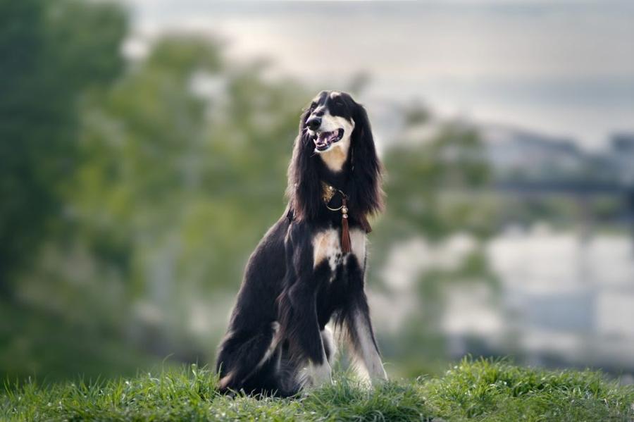 Saluki vyzor