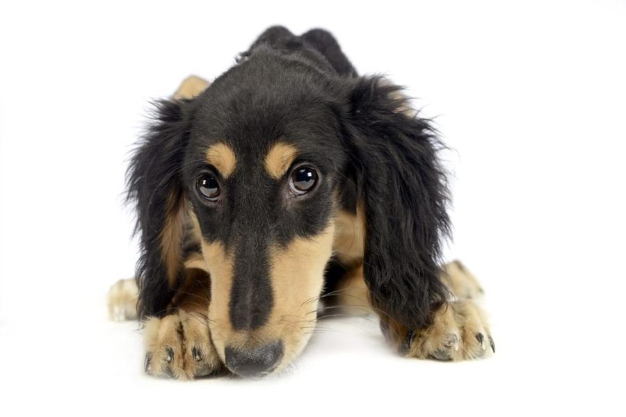 Saluki foto