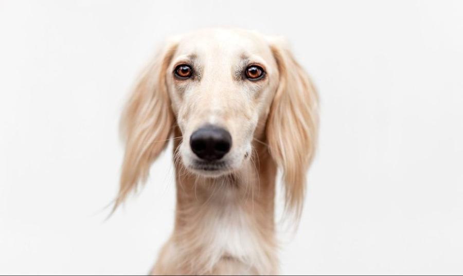 Saluki