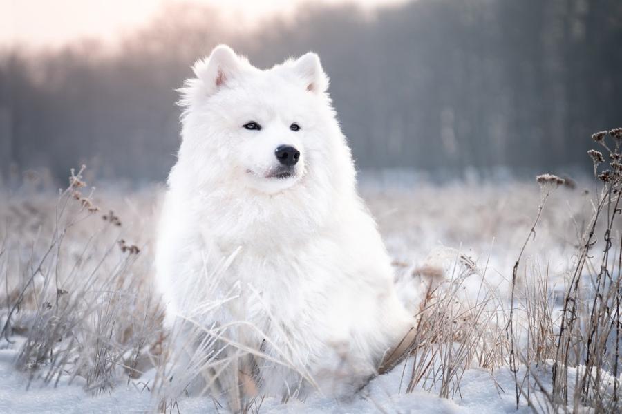 Samojed vzhlad