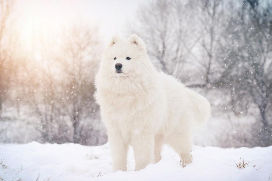 Samojed vyzor