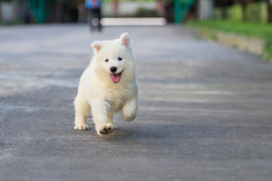 Samojed foto