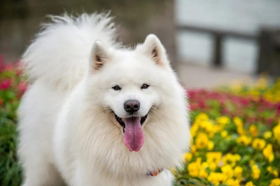 Samojed