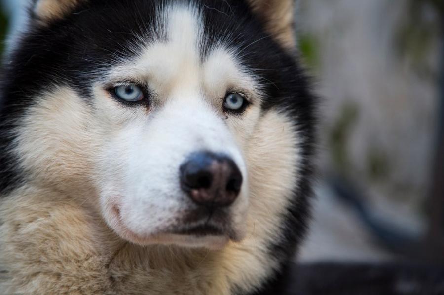 Sibírsky husky vzhlad