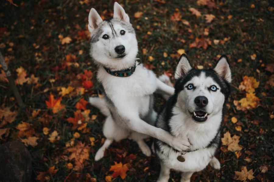 Sibírsky husky vyzor
