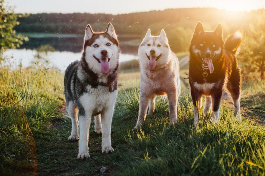 Sibírsky husky foto