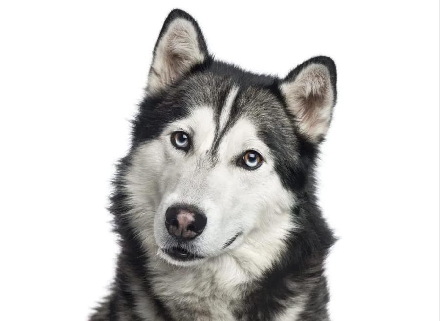 Sibírsky husky