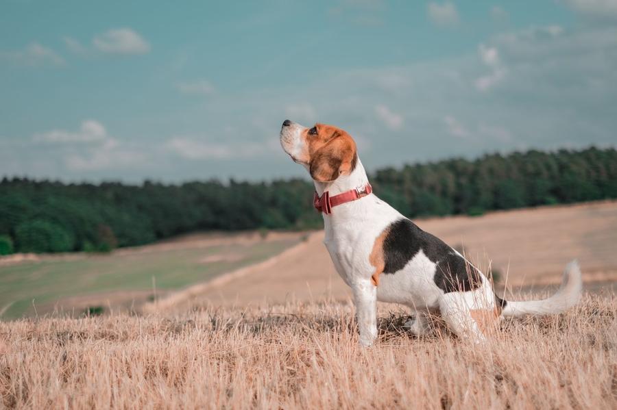 Walkerov medvedíkovitý pes foto