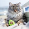 Avokádo dentálna hračka pre mačky
