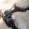 Ruffwear Front Range postroj Blaze